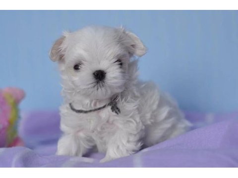 Korean morkie puppies (cheap) 1.5 kg