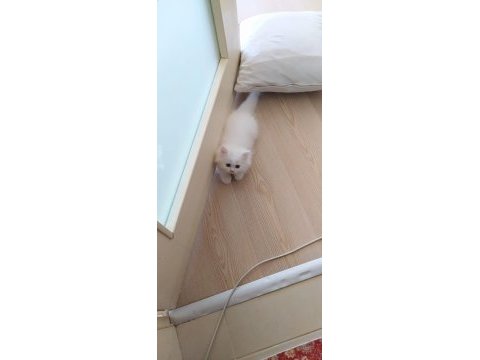 Çok tatlı sakız yavrularımız persian