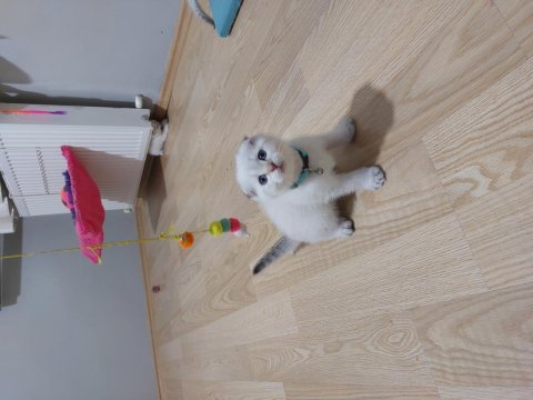 Scottish fold paşam hazır