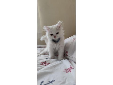 2 aylık british longhair gayet sağlıklı sorunsuz