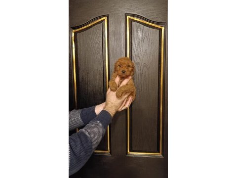 Kıvır kıvır toy poodle