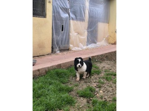Muhteşem renk alabai cao yavruları