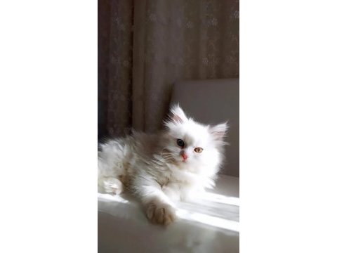 Çok nadir bulunan yavru kedimiz