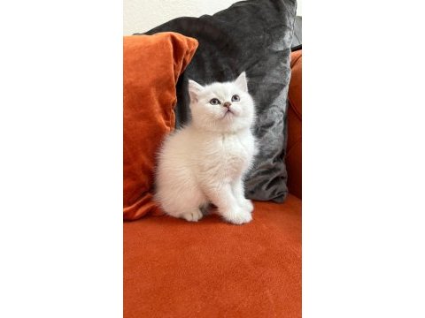 British shorthair point dişi
