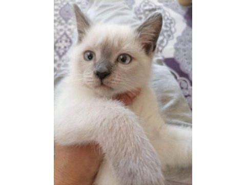 2.5 aylık dişi ve erkek british shorthair kedimiz