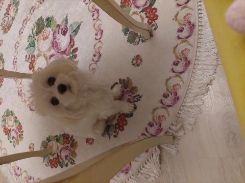 2 yaş safkan maltese terrier sağlıklı