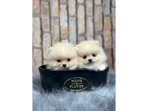 Pomeranian boo yavrulara yuva
