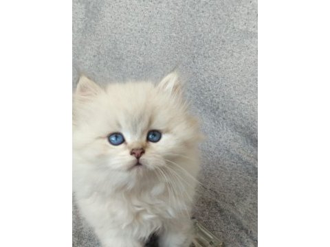 Boncuk gözlü bebek kediler