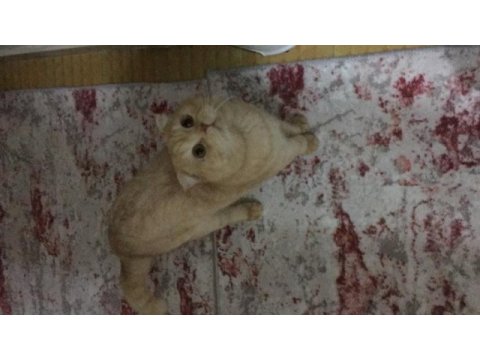 Çok cana yakın sevgi delisi scottish fold