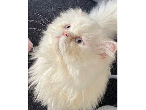 British longhair 3 yaşında erkek kısırlaştırılmıştır