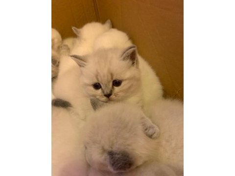 Scottish fold blue point ayı surat yavru