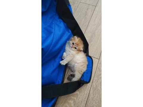 Show kalite british longhair