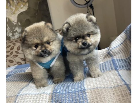 Ayı surat pomeranian boo yavrular
