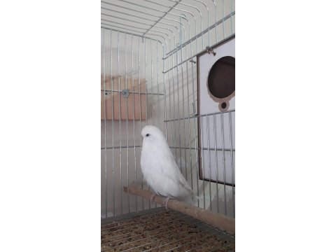 Show jumbo ve jumbo muhabbet kuşu dişiler