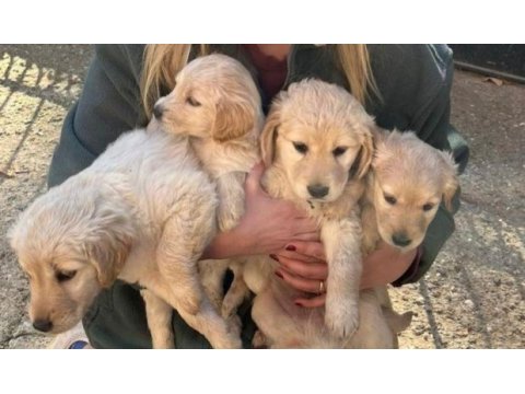 Muhteşem kaliteli golden retriever yavrularımız