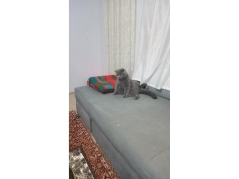 British shorthair 7 aylık