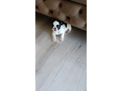 1 aylık french bulldog köpeğimiz sahiplendirilecektir