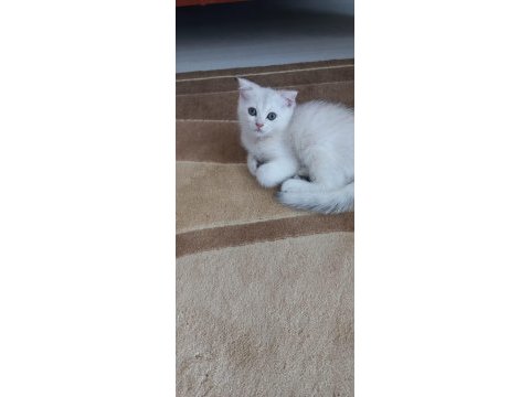 Scottish fold oğlumuza yuva arıyoruz