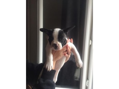 French bolldog yavruları