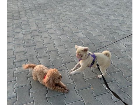 7 aylık pink and tan dişi pug mops izmir