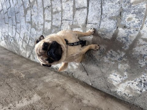 3 yaşında pug uysal eğitimli aşıları tam