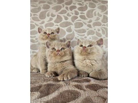 Fawn renk british shorthair yavrularımız