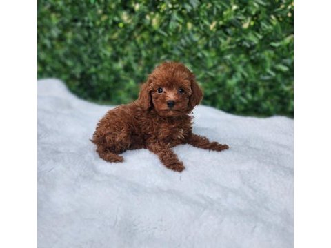 Ruhsatlı köpek çiftliğinden toypoodle yavrularımız 
