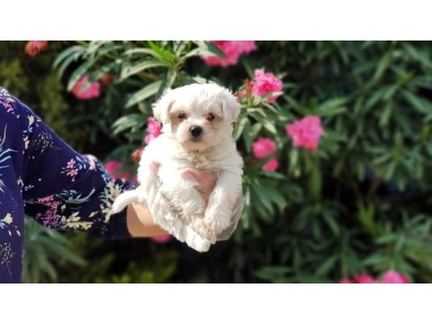 Maltese terrier yavru