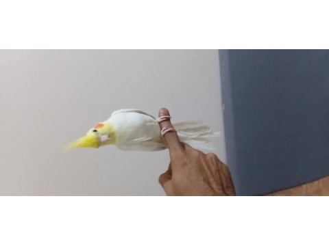 Harika lutino sultan papağanı