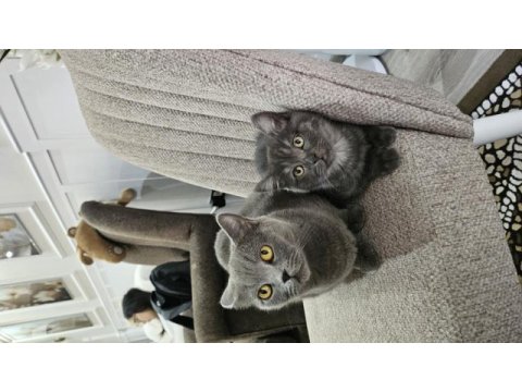 Orjinal blue point-british shorthair yavrular