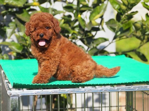 Red brown toy poodle yavruları