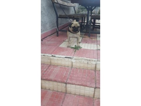 Pug mops ücretsiz