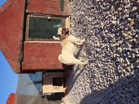 Acil 3 yaşında hamile a kalite dişi pug