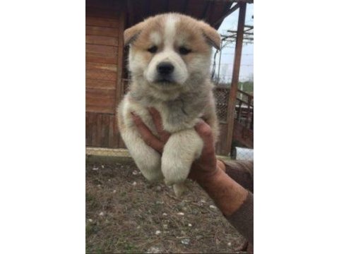 Ruhsatlı resmi işletmeden taksit avantajıyla japon akita