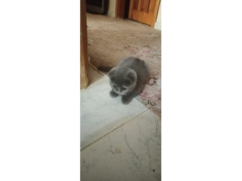 Scottish fold kedilerim bir dişi bir erkek