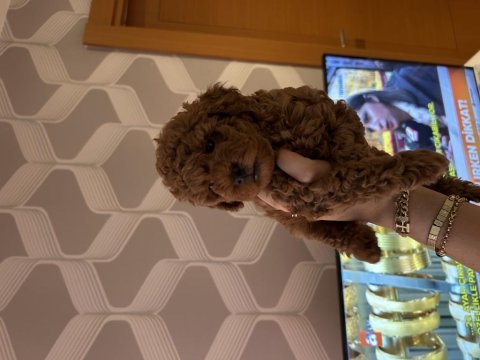 Ev doğumu toy poodle bebiş