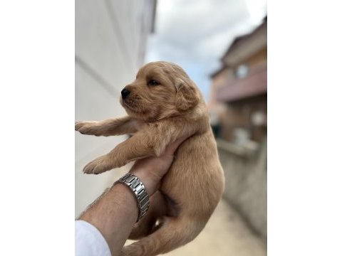 Golden retriever babyface yavrular sakarya