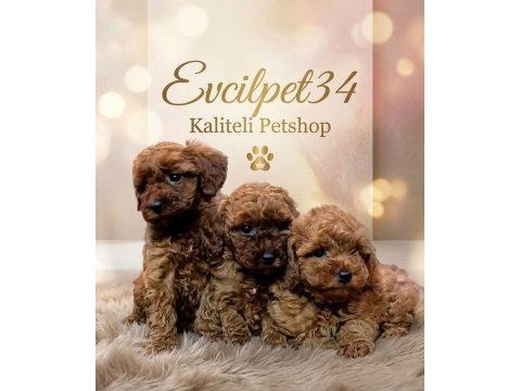 Safkan toy poodle bebeklerimiz bakırköy