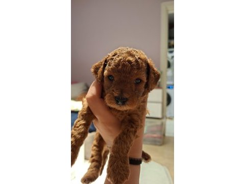 Anne yanından orjinal poodle yavru