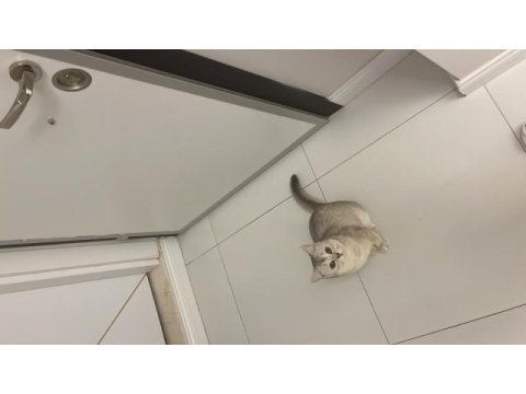 British shorthair