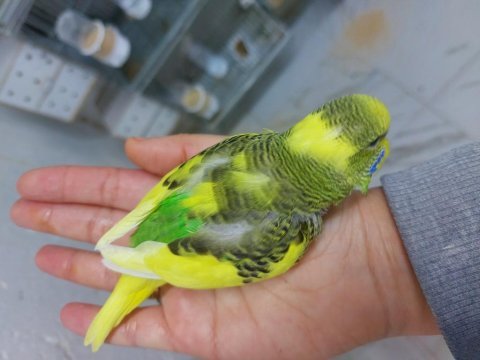 Rengarenk çek jumbo kırığı jumbo muhabbet kuşu