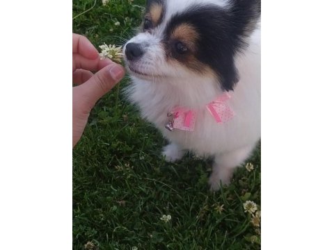 Çok tatlı köpeğimize acil yuva lütfen mesaj atın