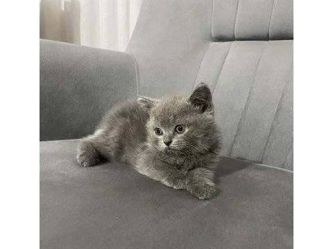 British shorthair dişi
