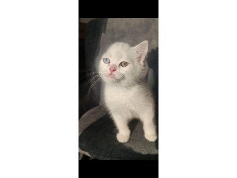 Pofuduk tatlı kral kedimiz