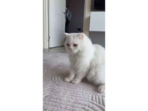 Ücretsiz sahiplendirme kediler