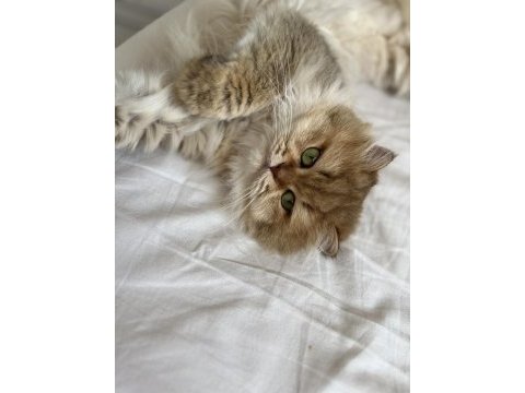 3 yaşında kısır erkek british longhair