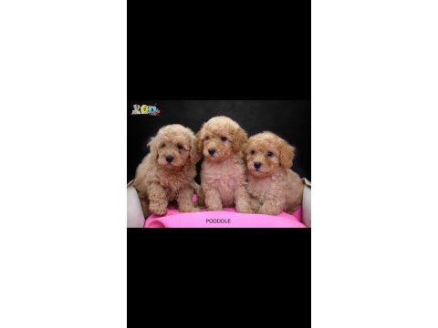 Toy poodle bebeklerimiz ailelerini bekliyor
