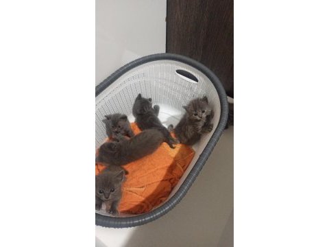 Anne ve baba russian blue