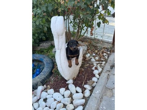 Minik minik doberman yavrular