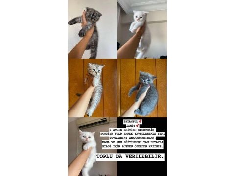 Silver tabby british shorthair